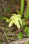 Hooded pitcherplant